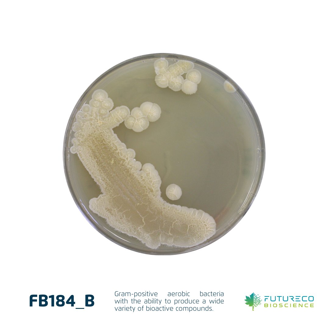 FuturecoBiosci's tweet photo. FB184_B, is a Gram-positive, aerobic strain that has the ability to produce a wide variety of #bioactive compounds. These type of #bacteria is crucial for the future of #agriculture. Could it become the key ingredient of future #biological product?

#FuturecoScience #microbiology https://t.co/JZF6wdMXYK