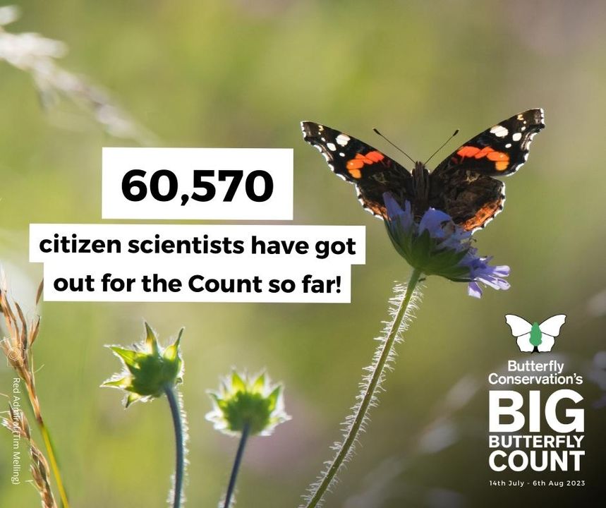 An incredible 1,014,341 butterflies & moths have been recorded so far by 60,570 citizen scientists (YOU) across the UK! 🎉🦋 Let's make this last week Count! Please get your friends & family involved in the #BigButterflyCount 💚 Take part today 👉 butrfli.es/3vrfjqT