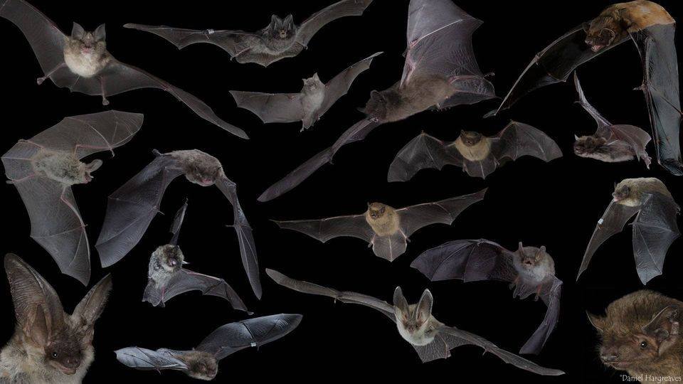 There are 18 British bat species, each species is unique, 4 are at risk of extinction with a further two classified as near threatened in the official IUCN Red List for British Mammals bats.org.uk/news/2020/07/b…