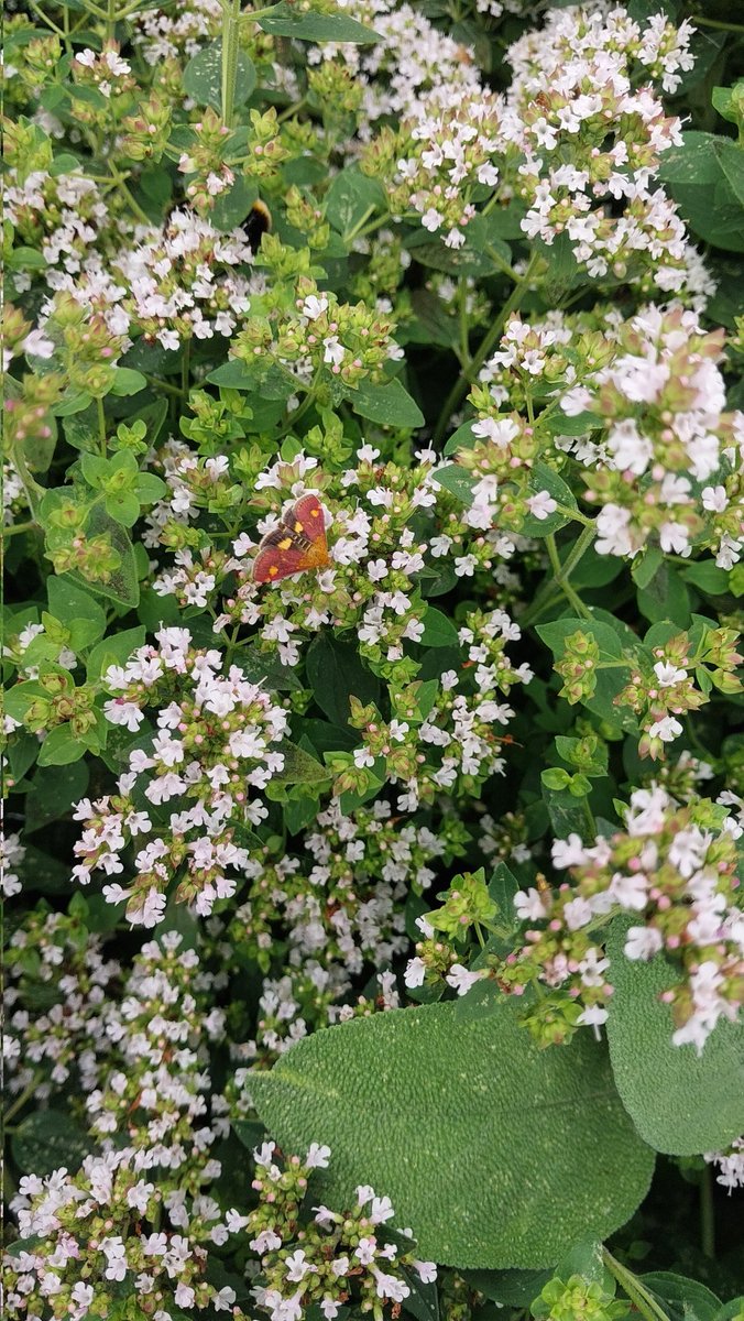 Sha87571346's tweet photo. @savebutterflies I'm loving it! I'm seeing all sorts of things I've never noticed before that I don't even need to count, like this mint moth! https://t.co/87Yt7M1GWT