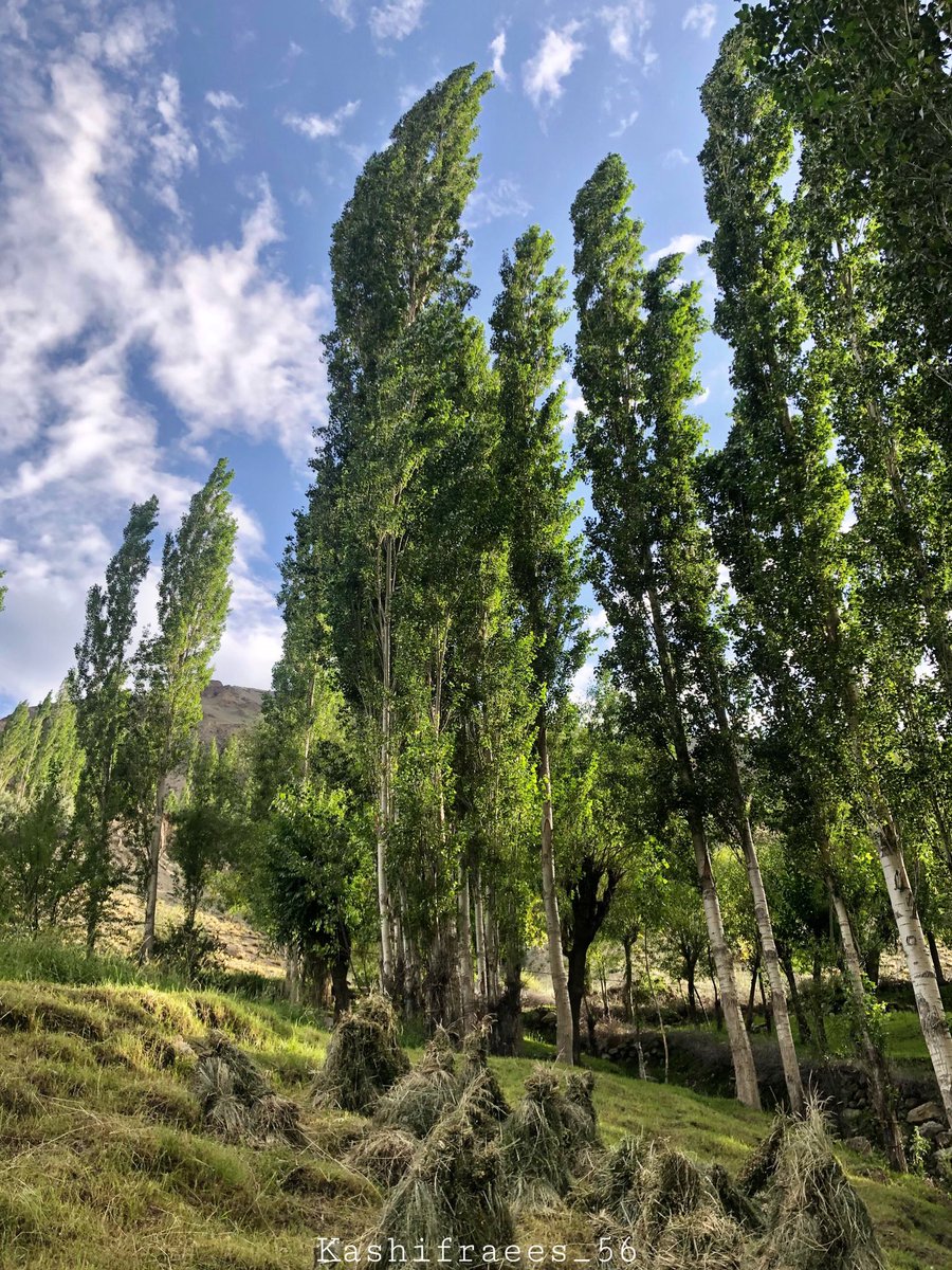 kashifraees_56's tweet photo. Thoi Valley Yasin Ghizer☘️💚
#thio #yasin #ghizer https://t.co/RvErIgxz16