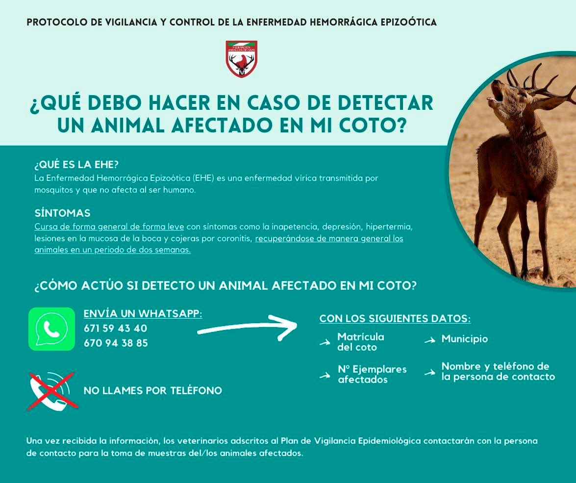 ¿Cómo actuar si encuentro posibles casos de Enfermedad Hemorrágica Epizoótica en ciervos de mi coto? ow.ly/JGoK50PoEsl