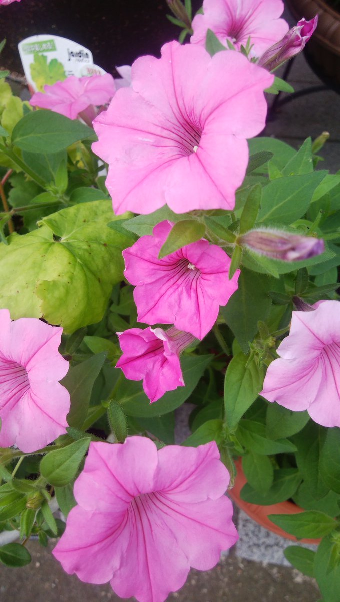 今日のテニスは暑かった、調子は普通より少し下かな、試合はなんとなく勝った、何かふーんと言った気持ち。気力体力調子普通より下なのに・・・・勝ち負けはわからない時もある。

女性高額収入 
 taa1341.web.fc2.com/ad3.html