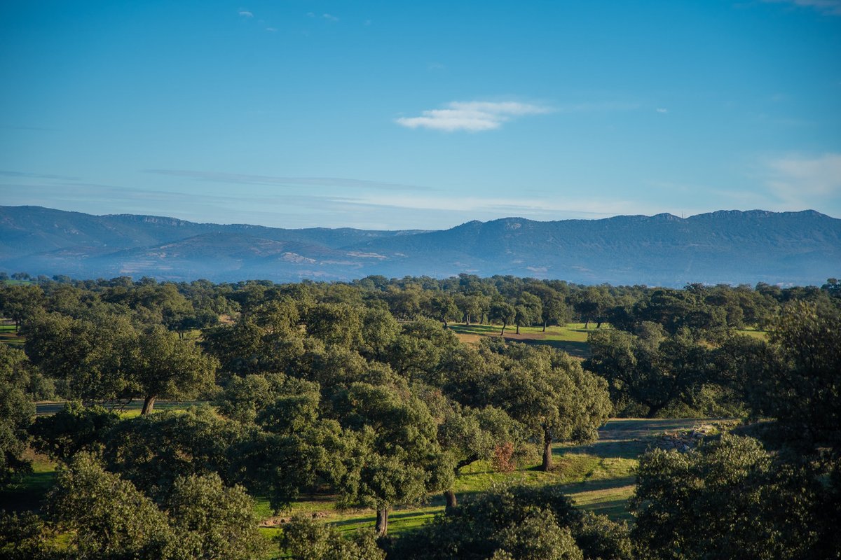 SpainbytrainOF's tweet photo. Se acerca la lluvia de Perseidas y en #VillanuevaDeCórdoba tienen la ruta perfecta para ver las ✨. La I RUTA ARQUEOASTRONÓMICA DE LA COMARCA DE LOS PEDROCHES 🌳
Un recorrido por la arqueoastronomía, biodiversidad y etnografía en las dehesas de Los Pedroches.
@TurismoJarote https://t.co/DUsXsdG9dT