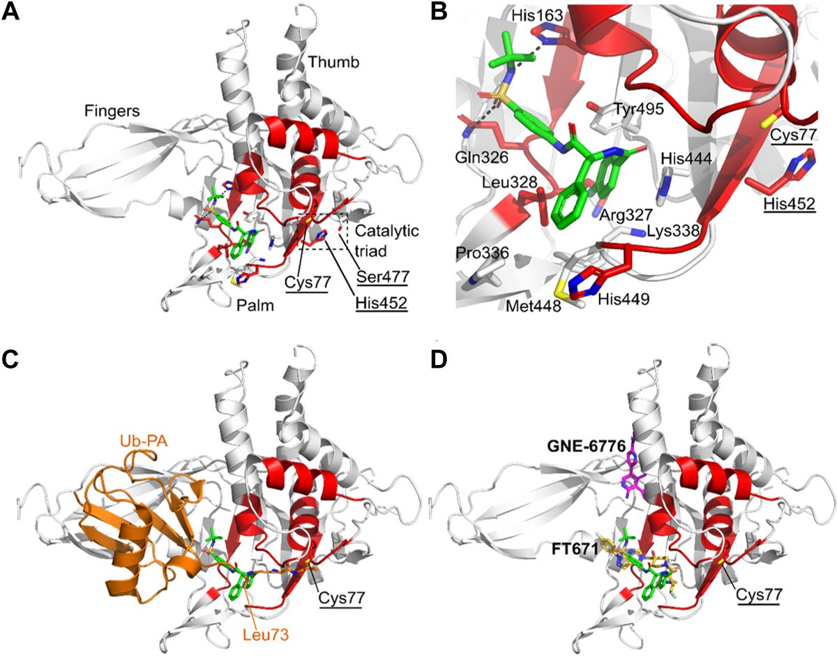 We also used the power of the Cyclic IMS from @WatersAMST to blend #HDX-MS and molecular docking simulations to decipher the conformational dynamics and binding mode of #USP30 inhibitors
doi.org/10.1016/j.mcpr…