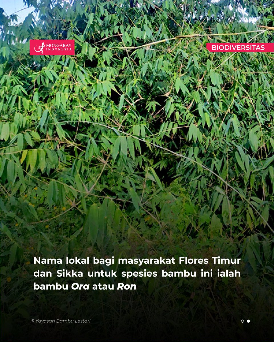 MongabayID's tweet photo. https://t.co/b7NJ3WIHFu
Berdasarkan riset terbaru yang dilakukan ahli taksonomi bambu, telah ditemukan dua jenis bambu di Flores.
Satu jenis sudah diberi nama ilmiah Fimbribambusa jokowii Widjaja. https://t.co/d6vYqRhh7S