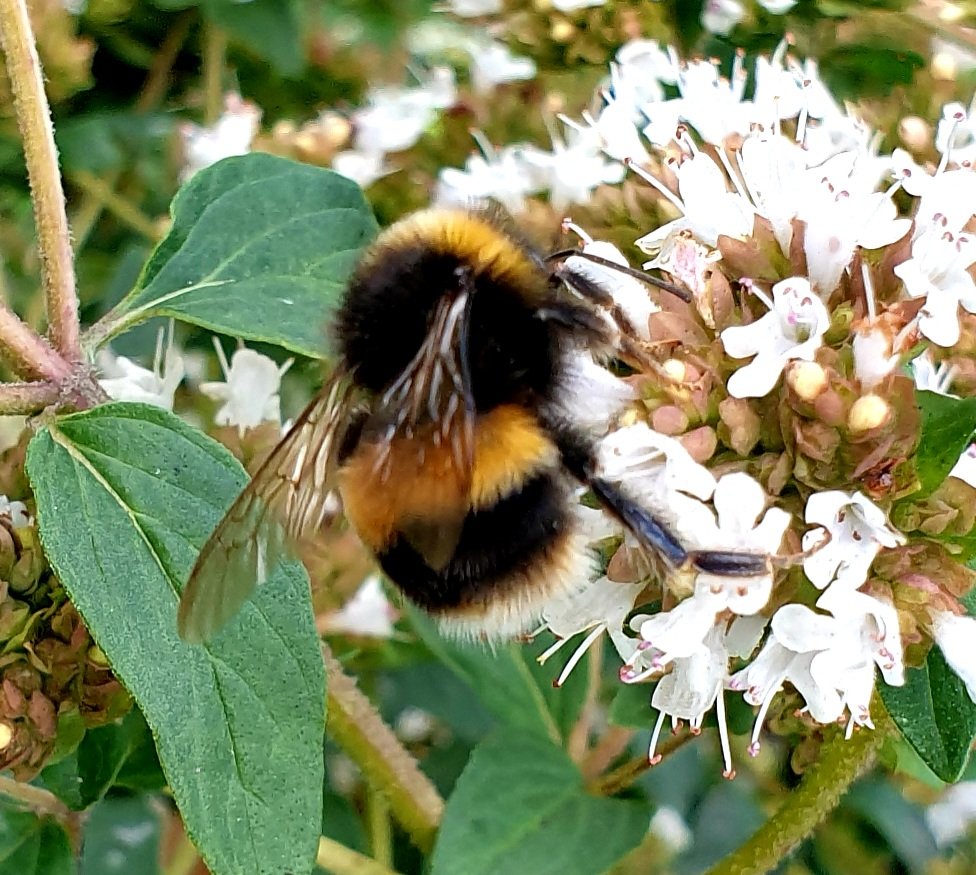 So furry you could almost stroke it. Think this is a Buff-tailed Bumblebee. Bombus lucorum. Enjoying Marjoram flowers in Top Green, Clarence Park. Bury.@MikeBent6 @CheshamWoodBury @FriendsClarence @Kathy_T_Bury