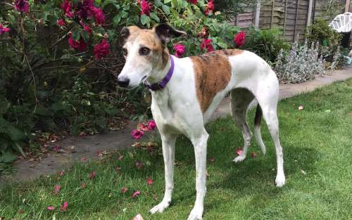 Lady Gray 3 yr old Lurcher, she is clean indoors not 
destructive, good with dogs and people, gentle nature and loves cuddles, more info/adopt her from <a href="/LurcherSOS/">Lurcher SOS 🐾🐾</a> UK 
#k9hour