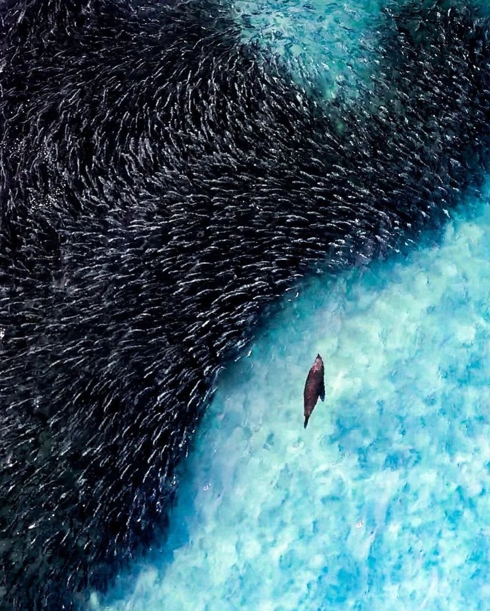 DroneHour's tweet photo. Most voted picture of June 2023 on our Instagram hub.
📷 odrik.oliver (IG)
#dronehour #dronehourig #ThePhotoHour #mostvoted #StormHour #dronephotography #drone https://t.co/DrbnG2ohU1