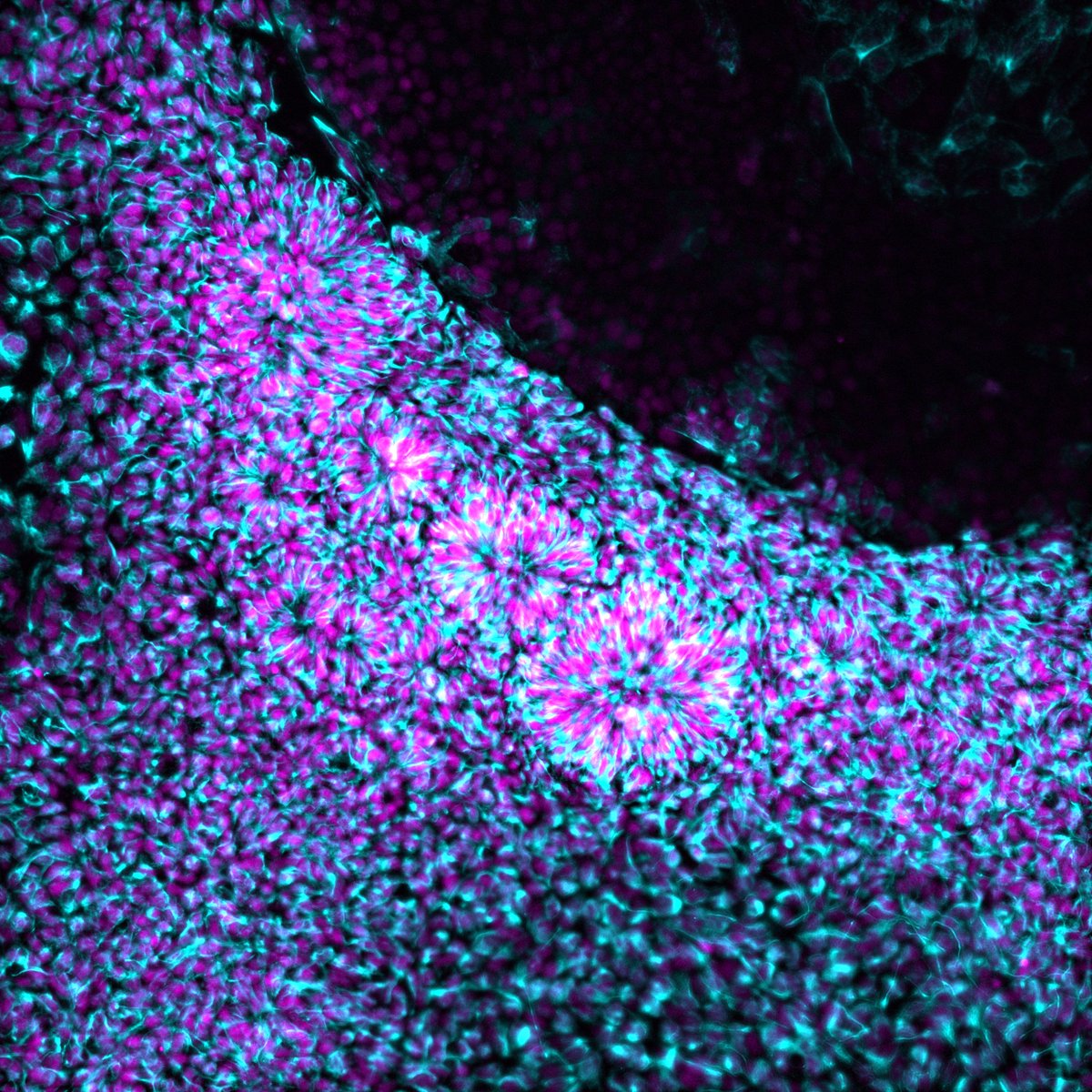 Human Technopole tweet media