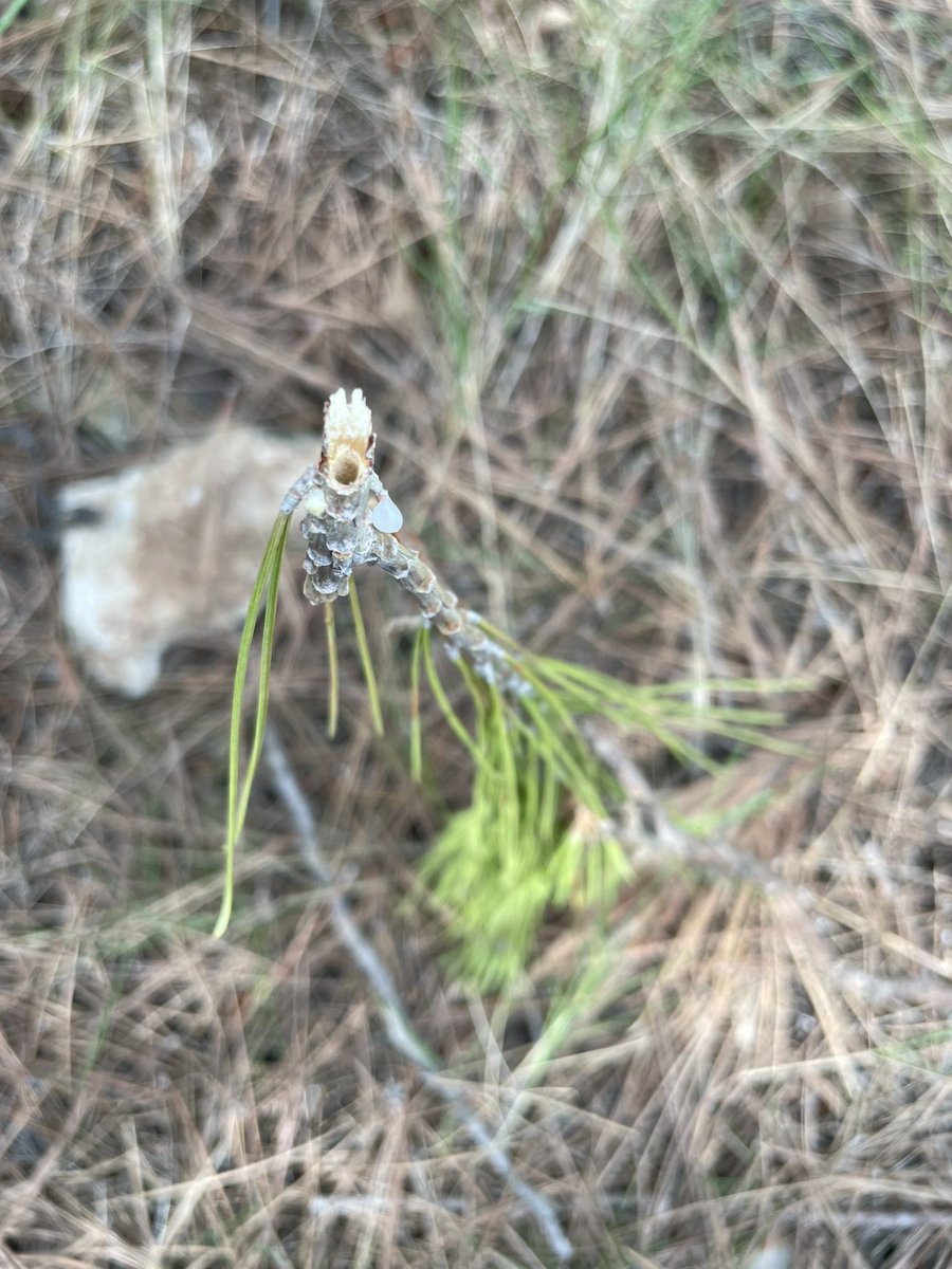 APFPenedes's tweet photo. Estem detectant algunes zones amb afectacions per escolítids, en aquest cas Tomicus. Ara es troben als branquillons, caldrà estar-ne pendents a la primavera quan estiguin al tronc. Si veieu alguna afectació aviseu-nos! https://t.co/0TWwm4yOJM