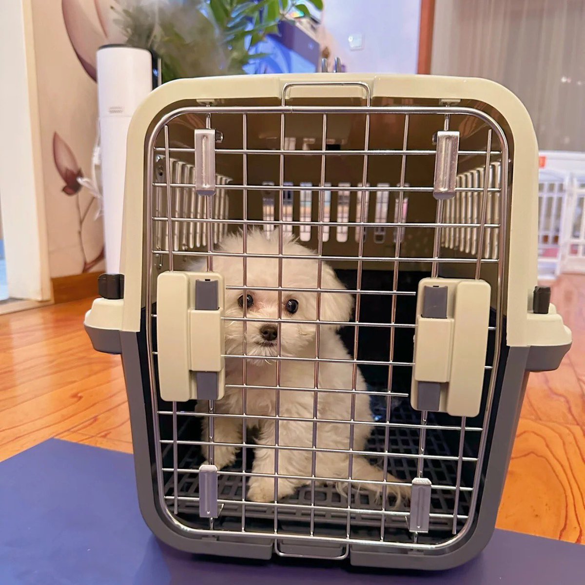 PETSPETSCS's tweet photo. Gentle
💗
Keep your furry friends happy and healthy! 🤍

· Airline-Approved Pet Travel Crate ·
🐶 SHOP NOW 🐱 LINK IN MY BIO ⬆️ Shiping ✈️🚢🌍

#petspets #airlinecarrier #pet #dog #puppy #aircraft #check #pethospital https://t.co/pwST4yjbew