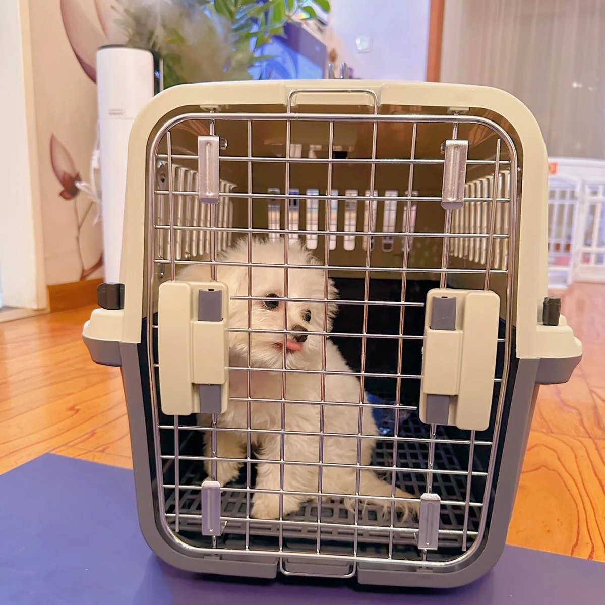 PETSPETSCS's tweet photo. Gentle
💗
Keep your furry friends happy and healthy! 🤍

· Airline-Approved Pet Travel Crate ·
🐶 SHOP NOW 🐱 LINK IN MY BIO ⬆️ Shiping ✈️🚢🌍

#petspets #airlinecarrier #pet #dog #puppy #aircraft #check #pethospital https://t.co/pwST4yjbew