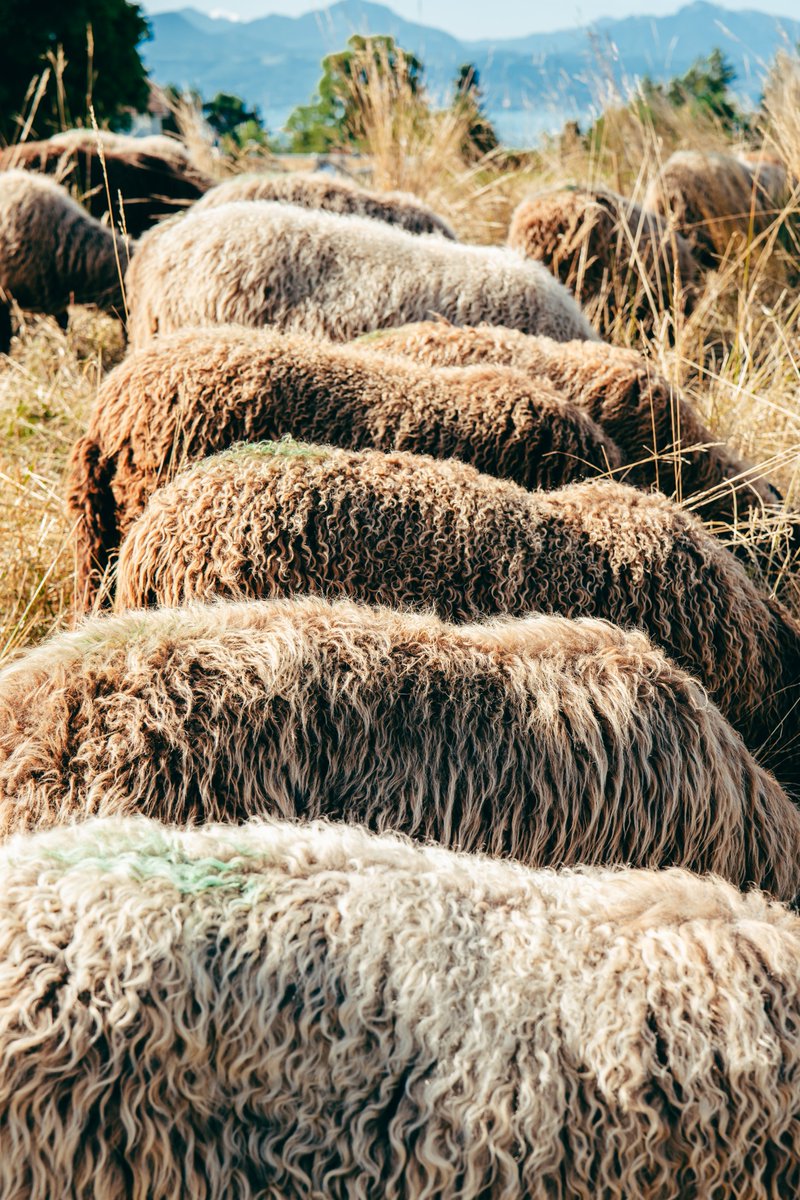 Nous vous souhaitons une bonne fête nationale à tous·tes nos chercheur·e·s de niveau doctoral et postdoctoral! 🇨🇭

We wish a happy Swiss National Day to all doctoral and postdoctoral researchers! 🇨🇭

<a href="/unil/">Université de Lausanne</a> <a href="/GradCampusUNIL/">Graduate Campus UNIL</a>