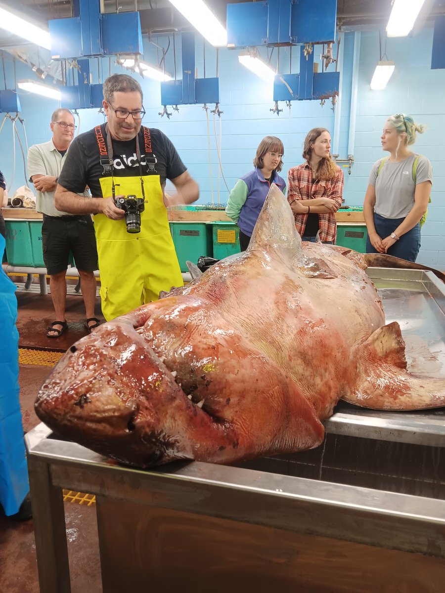 Kirsti_Burnett's tweet photo. SO happy we were able to have our @DalSEASIDE Shark Class students take part in a WHITE SHARK necropsy Friday! Thanks to all who helped organize this, in particular the Marine Animal Response Society 🦈  @DalScience @DalhousieU https://t.co/kGWZ1erQWh
