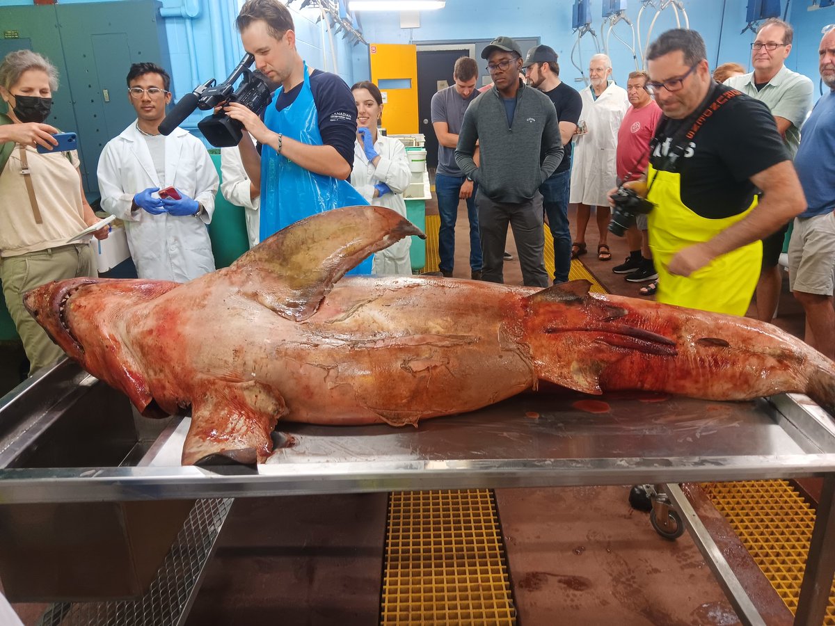 Kirsti_Burnett's tweet photo. SO happy we were able to have our @DalSEASIDE Shark Class students take part in a WHITE SHARK necropsy Friday! Thanks to all who helped organize this, in particular the Marine Animal Response Society 🦈  @DalScience @DalhousieU https://t.co/kGWZ1erQWh