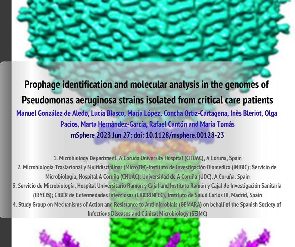 MariadelMarTom's tweet photo. 💥💥Gracias @SEIMC_ @GemaraSeimc por publicar la noticia de nuestro artículo científico 📚 Enhorabuena @manu_microypara @microRyC @RafaMCanton https://t.co/MqyItRXAPW #Prophages #Phages #AMR #MicroTM #SomosChuac https://t.co/evEZ41OSwF