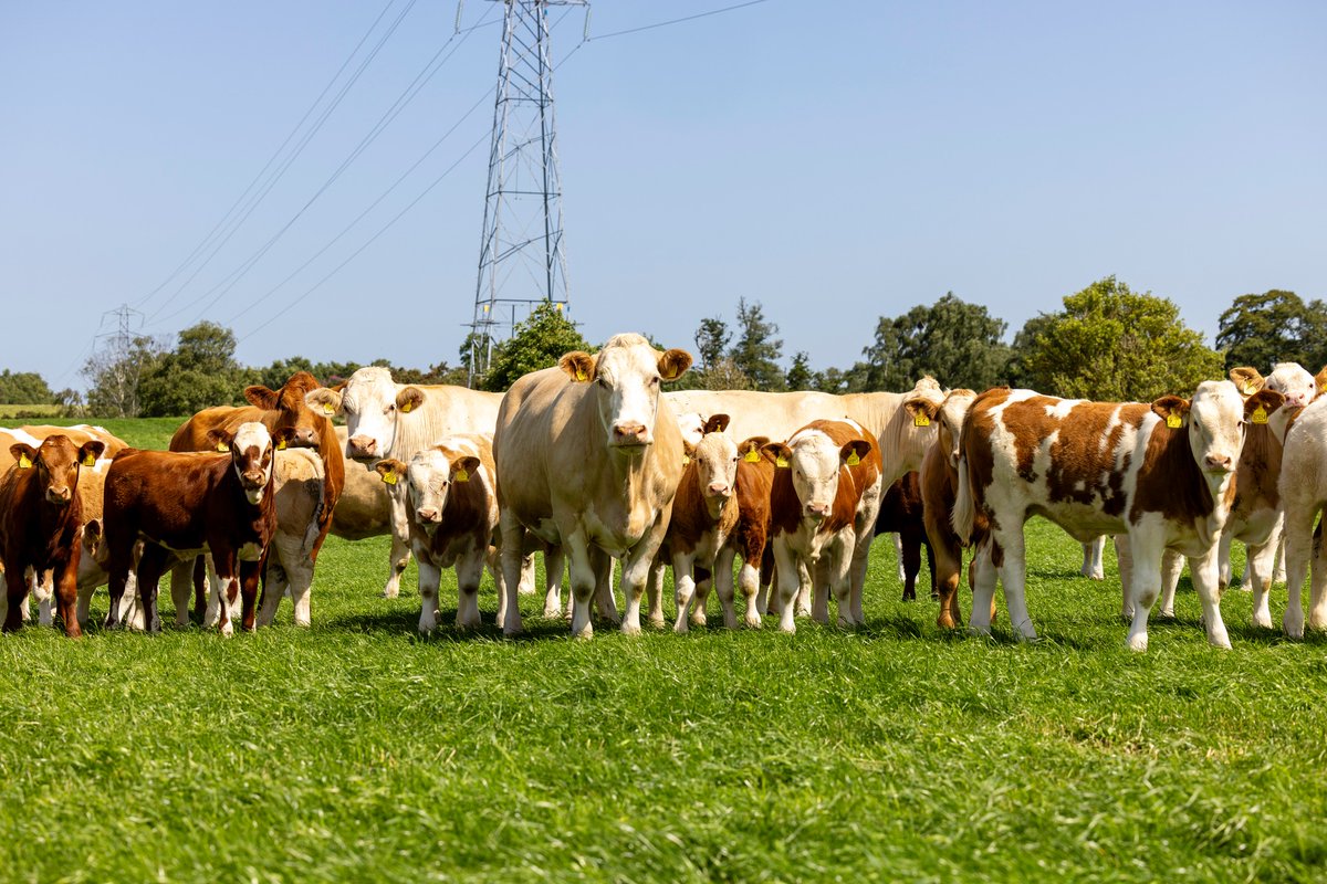 British Simmental tweet media
