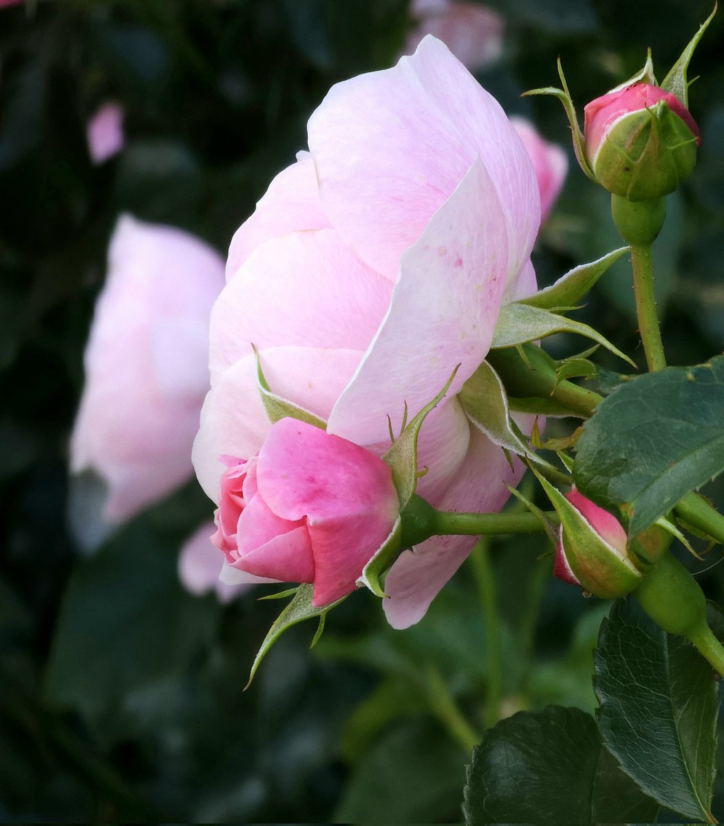 #kukat #ruusut #arboretum #tampere #valokuvaus #Flowers #rose #photography