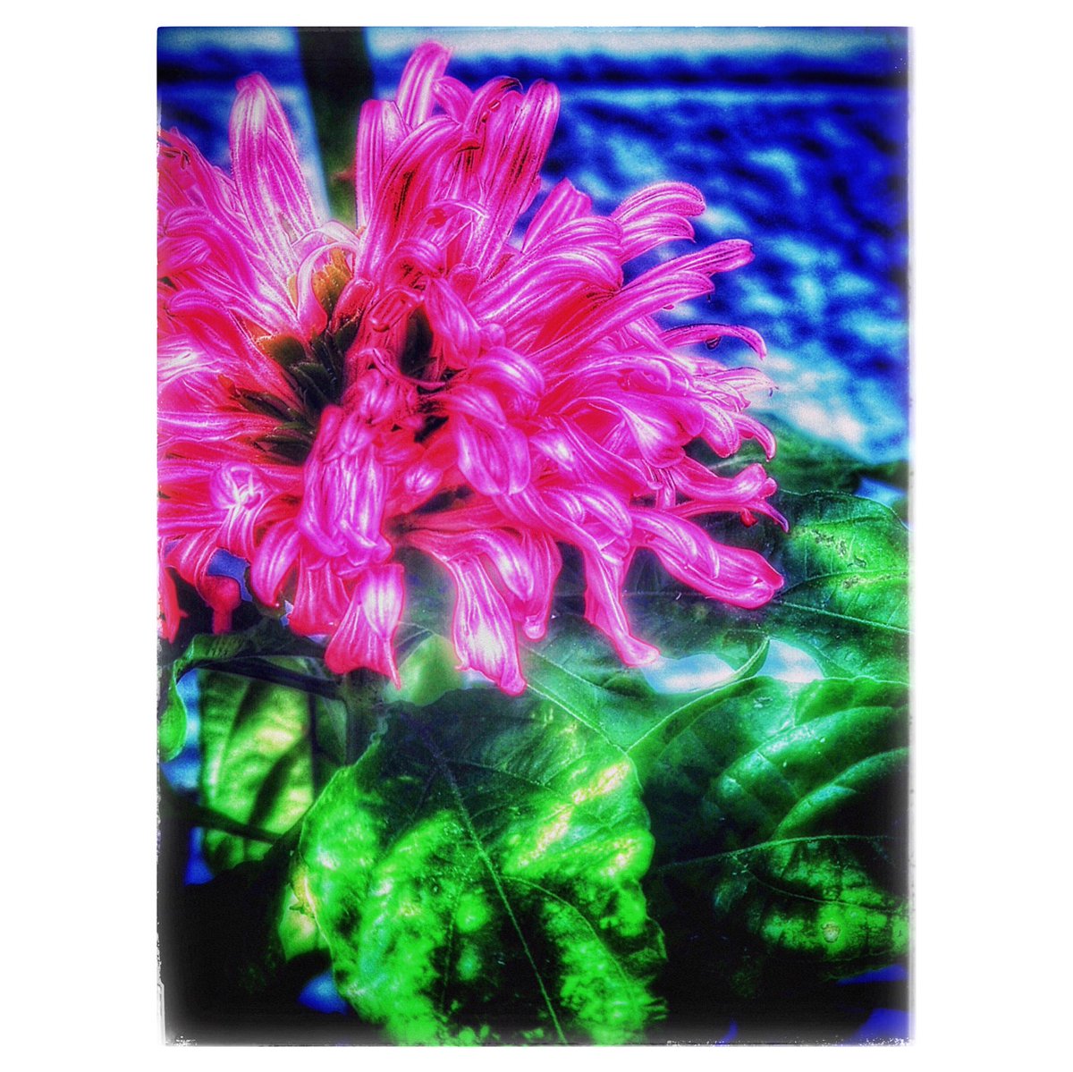 kikutaroid's tweet photo. 記録
#街歩き
#scene
#花 #flower
#植物 #plants
#路傍 #roadside
#olympus #stylus1
#compactdigitalcamera #comdigi
#12megapixels
#trimmed #retouched #filtereffects #hardeffect
#maxcurveapp #snapseedapp https://t.co/fD72ecVbVn