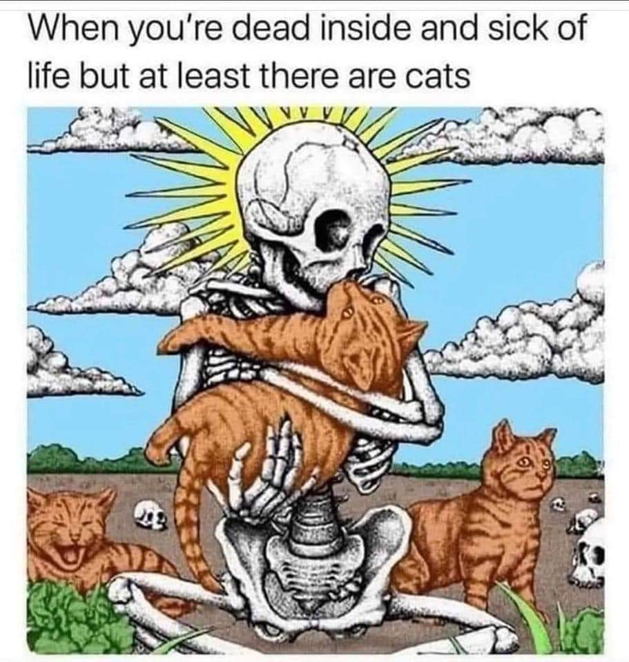 DAM404's tweet photo. Cats https://t.co/z2tqMlfYeM