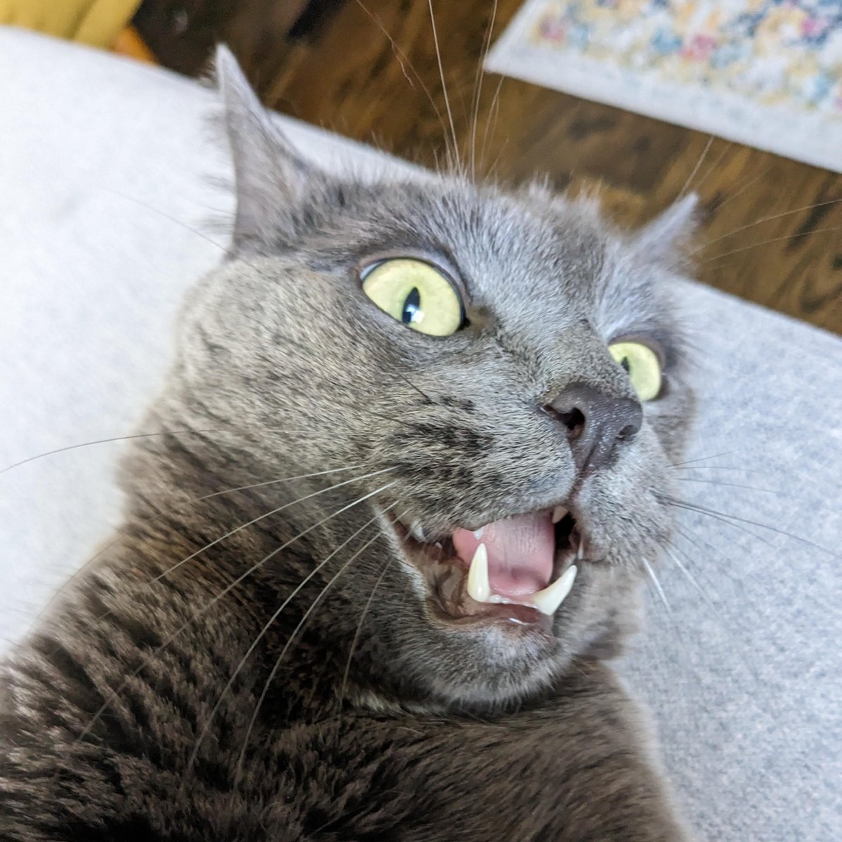 me when the market opens on Monday after convincing myself all weekend I actually make money trading stocks: