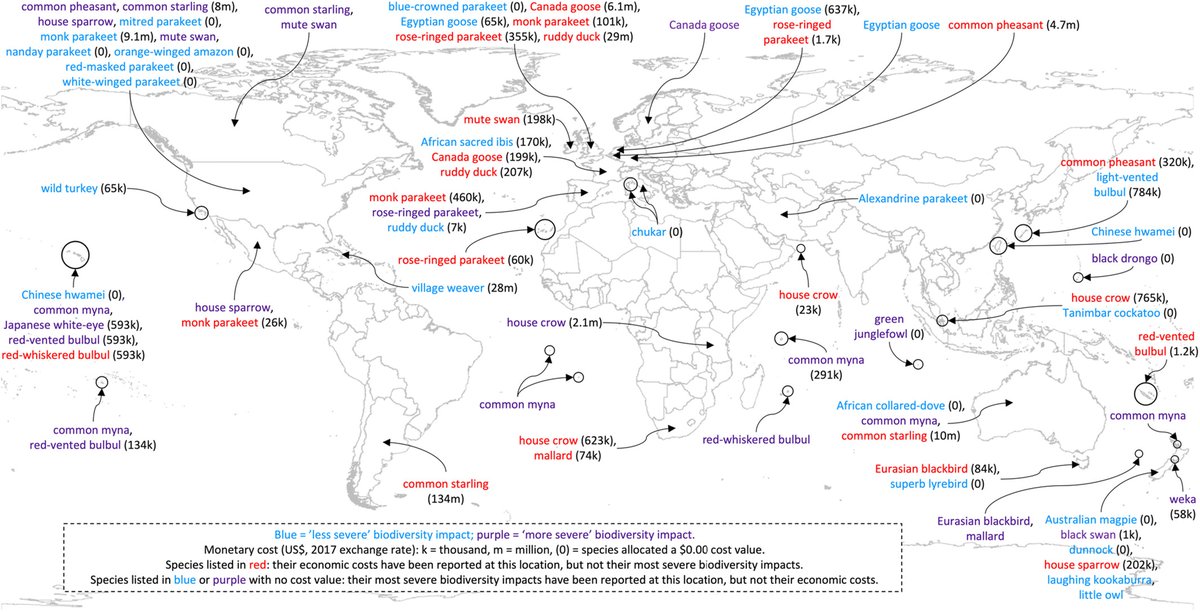 BioM (@biom_ups) on Twitter photo New <a href="/BioM_UPS/">BioM</a> paper is out led by Thomas Evans on #biodiversity impact and #cost of #invasive #bird species doi.org/10.1002/pan3.1… #alienspecies #biologicalinvasion <a href="/Invacost/">InvaCost</a> <a href="/laboratoire_ESE/">laboratoire ESE - UMR 8079</a> <a href="/IdeevL/">IDEEV_lab</a> <a href="/UnivParisSaclay/">Université Paris-Saclay</a> New <a href="/BioM_UPS/">BioM</a> paper is out led by Thomas Evans on #biodiversity impact and #cost of #invasive #bird species doi.org/10.1002/pan3.1… #alienspecies #biologicalinvasion <a href="/Invacost/">InvaCost</a> <a href="/laboratoire_ESE/">laboratoire ESE - UMR 8079</a> <a href="/IdeevL/">IDEEV_lab</a> <a href="/UnivParisSaclay/">Université Paris-Saclay</a>