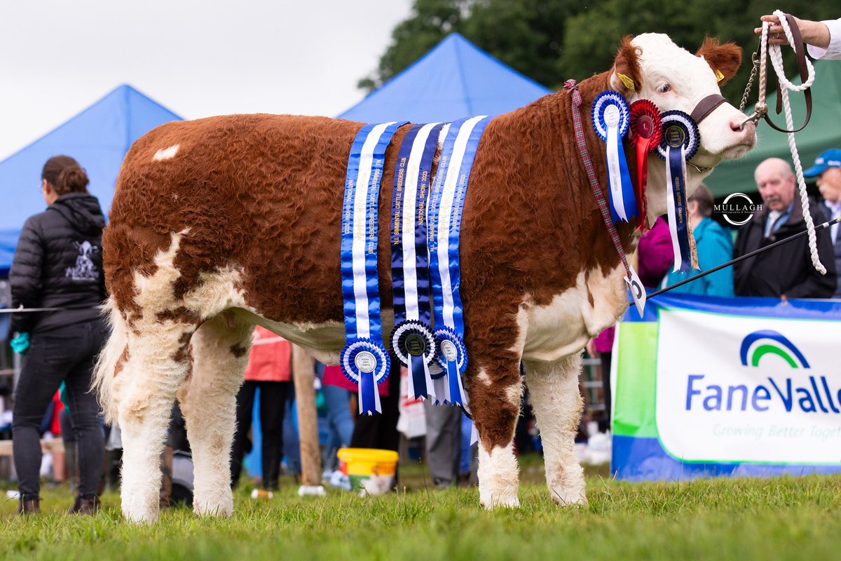 British Simmental tweet media