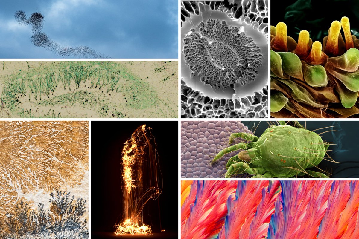 CSIC Divulga tweet media