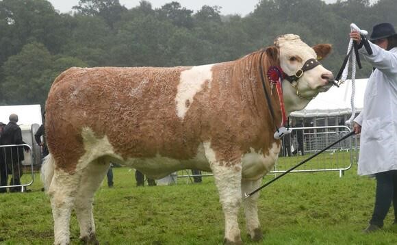 British Simmental tweet media