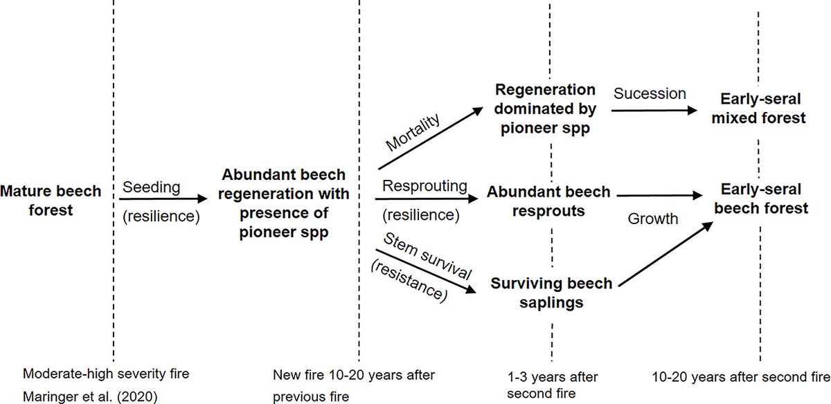 Forestry - An Int. Journal of Forest Research (@forestry_oup) on Twitter photo Resistance, resilience, and regeneration: how well do European beech saplings survive fire events? 🔥🌱
<a href="/Jose_V_Moris/">Jose V Moris</a> et al explore post-fire tree resprouting success in the western Italian Alps.
Read the results of their study here 👇
doi.org/10.1093/forest… Resistance, resilience, and regeneration: how well do European beech saplings survive fire events? 🔥🌱
<a href="/Jose_V_Moris/">Jose V Moris</a> et al explore post-fire tree resprouting success in the western Italian Alps.
Read the results of their study here 👇
doi.org/10.1093/forest…