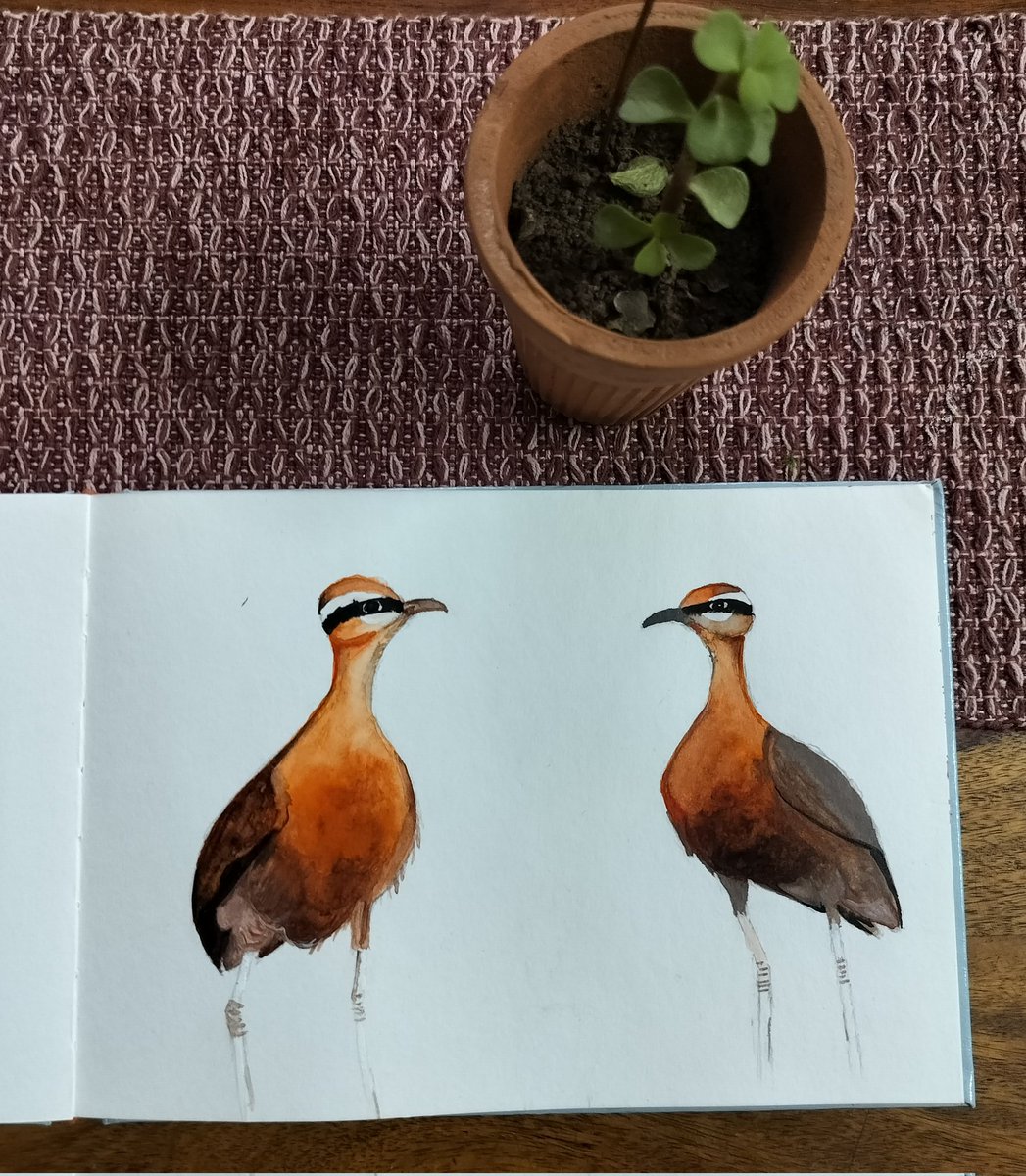 #Indiancourser #birds  #watercolorpainting #birdstudy #art #BirdsOfTwitter