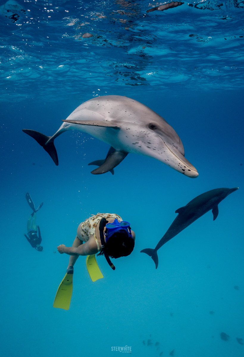 WildQuest tweet media