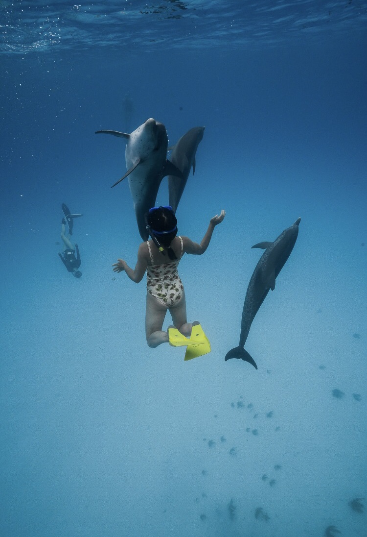 WildQuest tweet media