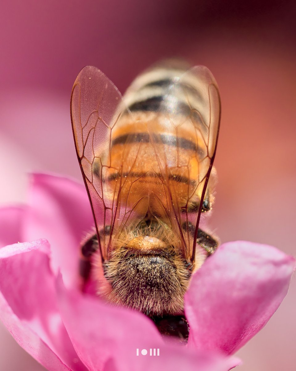 pixonoid's tweet photo. Head dive into the pollen 🐝

I am humbled by the amount of wonderful comments and the amount of people liking my latest bee shot.
Thank you, means a lot 😍

I hope you enjoy this one as well which is one of my most favorite shots until today.

#TwitterNaturePhotography #naturelovers #NatureBeauty #wildlifephotography  #macrophotography #photography #BBCWildlifePOTD #SonyAlpha #bees #SaveTheBees #MacroMonday