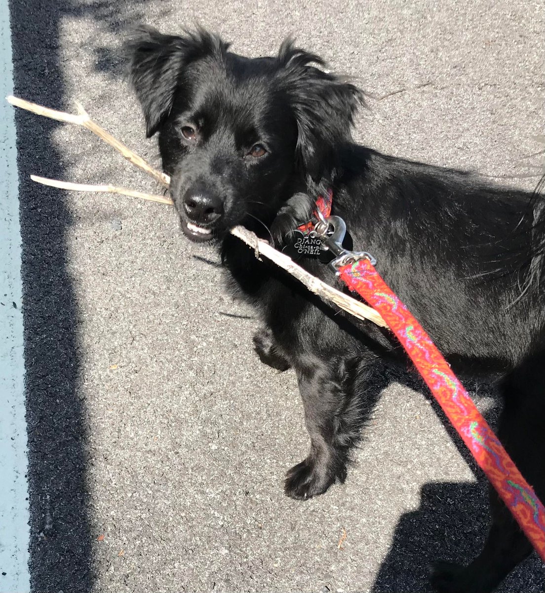Froggy1003's tweet image. Happy National Mutt day! Here's Chris' dog, "Django"! Show us your 'mutt" below! #NationalMuttDay #Froggy1003 🩷🐶