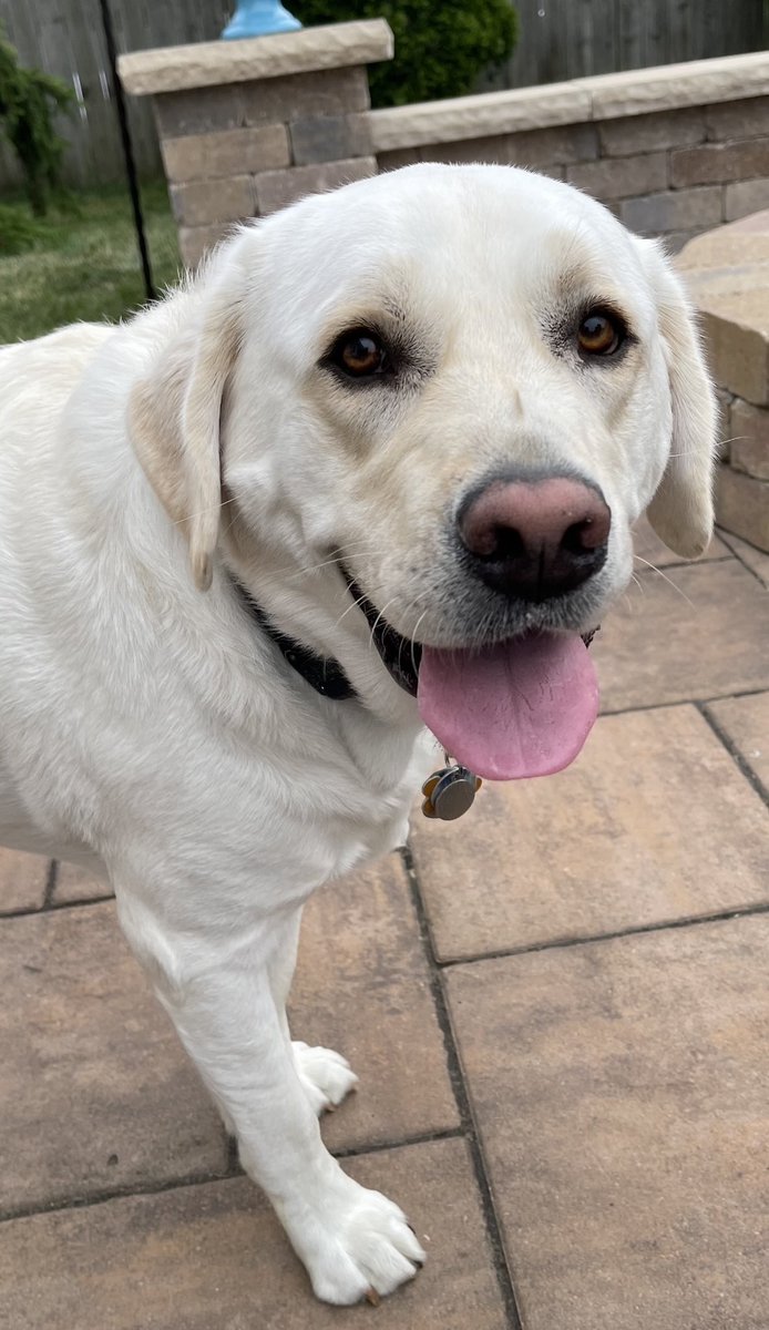 BowTiedDVM's tweet image. Bear found out it’s it’s #NationalMuttDay ! 🐕🐾🐾

Please post photos of your #Mutts &amp;amp; Dogs! 🌞🐕🐶🐾