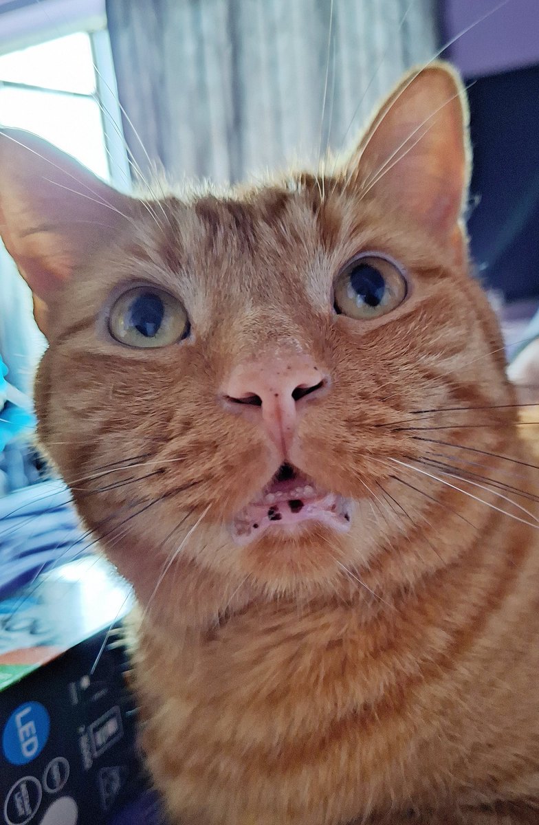 Jfayepaints's tweet photo. caption this 😅🐈🍊 #orangecat #catsoftwitter https://t.co/bVx2HgkGdr