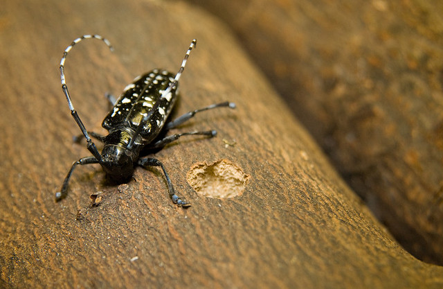 StopALB's tweet image. Do you know that August is #TreeCheckMonth? That’s because August is the peak time of year to spot the invasive Asian longhorned beetle. 

Learn more about how you can be a tree check champion: 
aphis.usda.gov/aphis/newsroom…