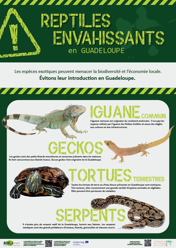 🦎 Invasive exotic #reptiles are a threat to the fragile #ecosystems of the #Caribbean islands 🐍 Let's avoid their introduction! The MERCI project team designed a poster to identify exotic reptiles in #Guadeloupe 🐢

Download: merci-project.com/en/disseminati…

<a href="/InterregC/">INTERREG CARAIBES</a> #biodiversity