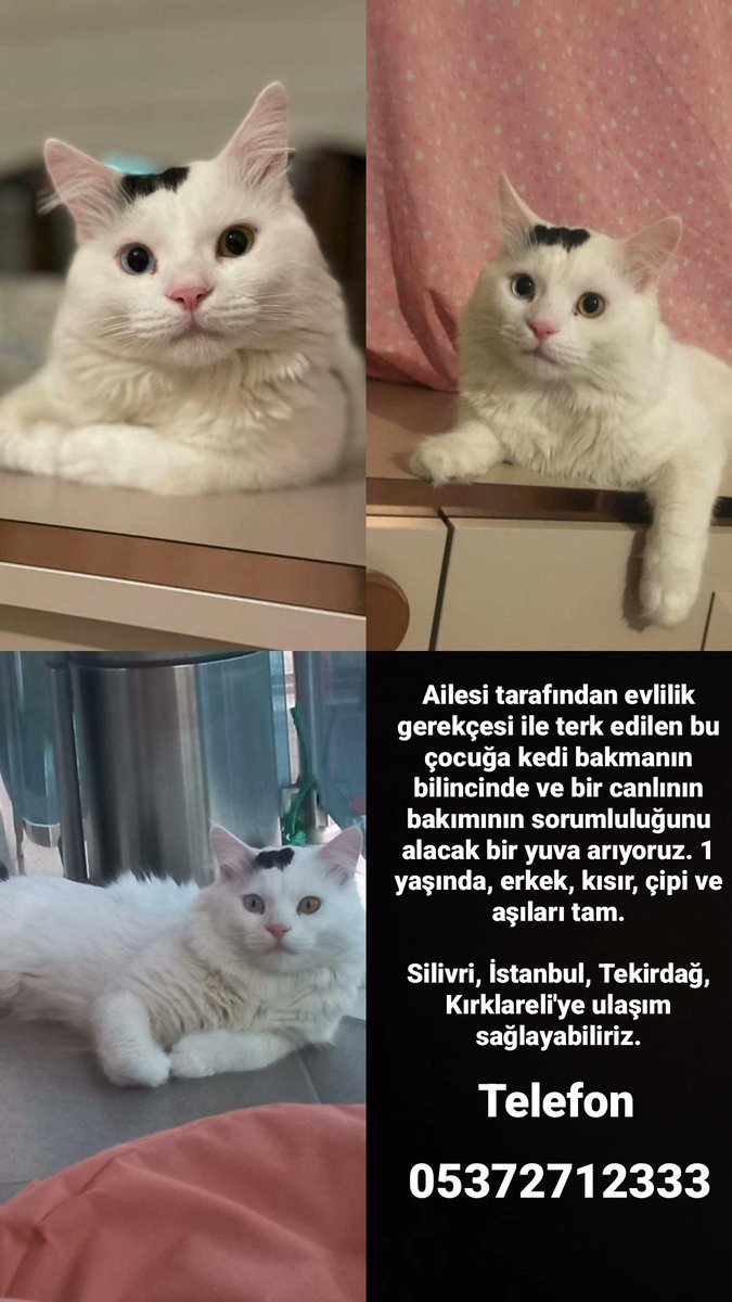 Şuanki evinde tek bir odada, sıkıntı ve stresten saldırganlaştı, yuva bulalım mı?

<a href="/efrugblindcat/">Efruğ Fipi Yendi.</a> <a href="/fistikkabugu2/">Asrı S. #YasadeğilCinayet</a> <a href="/gamicim/">gami</a> <a href="/uzaylitosi/">Tosi şişkodudak</a> <a href="/HayvanDostu2023/">Murat</a> @ilanpaylasimlar <a href="/motherofidiots/">Burçin</a> <a href="/iuhfhayhak/">İÜHF Hayvan Hakları Kulübü</a> <a href="/DokuzOlmaz/">OnNumara</a> @ayseguliscatmom <a href="/pocakedi/">Bıngıl Kaplanı</a> @55patiliev <a href="/capk_novski/">çapkın & boklu burun loki & zeyna</a> @pambikpiremses_