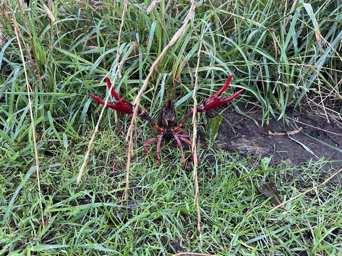 Tib1985's tweet photo. Het regent 🌧️ vandaag zoveel dat zelfs de kreeften 🦞 denken dat ze in de sloot zijn…
#SnipSnap #Kreeft #Regen https://t.co/2vDJG5dqMm
