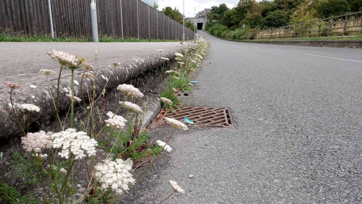 carroted kerb... @concretebotany @SLeguil @morethanweeds