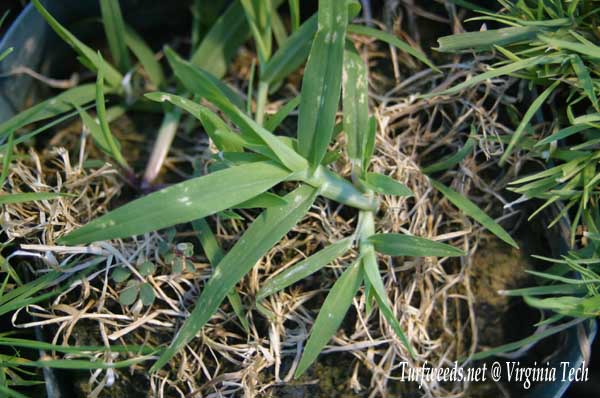 VAturf's tweet photo. More knowledge from @vtturfweeds re: #goosegrass seedling control for sprigged Tahoma 31 #bermudagrass establishment: Tribute Total @ 3.2 oz/A safest chemistry. If no sedge or bdlvs to control (i.e. only goose), Revolver at 27 oz/A will save $ (but still won't be cheap!) #vaturf https://t.co/6ozrxsjroE