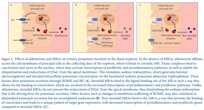 cardioteca's tweet photo. 🆕📌 Finerenona vs. espironolactona: menos hiperpotasemia, más antiinflamatorio y antifibrótico.

Via @JonathanNefro

📁 https://t.co/EQ5fvEbsvZ https://t.co/s7Rd87V9QH