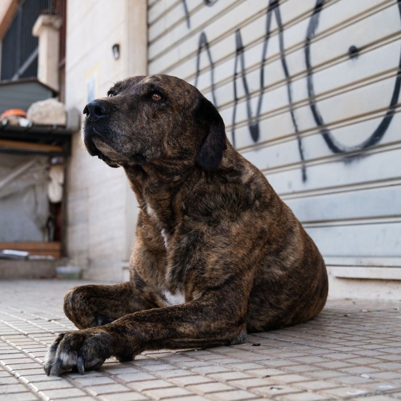 LAV_Italia's tweet photo. A Castelbuono, in Sicilia, un'ordinanza del Sindaco @MarioCicero4 vieta cibo e riparo agli animali liberi per contrastare il randagismo🐕

Provvedimento illegale e inutile in un momento in cui la Sicilia già soffre per gli incendi!

Randagismo si combatte con le sterilizzazioni👇