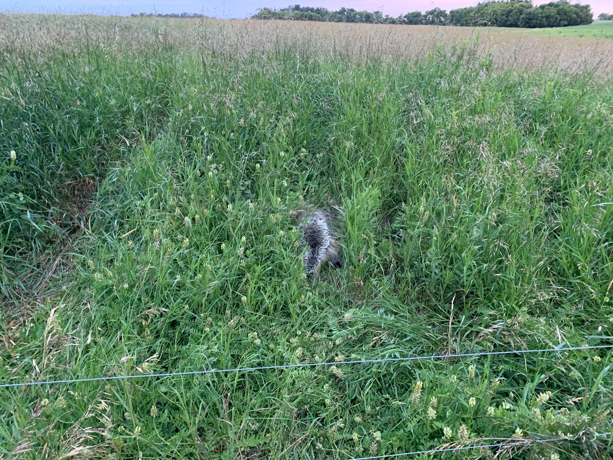 Porcupine out for a walk. Poor guy having to work for it in this long thick grass! More than just cows round here! #cowshavelotsafriends #biodiversity