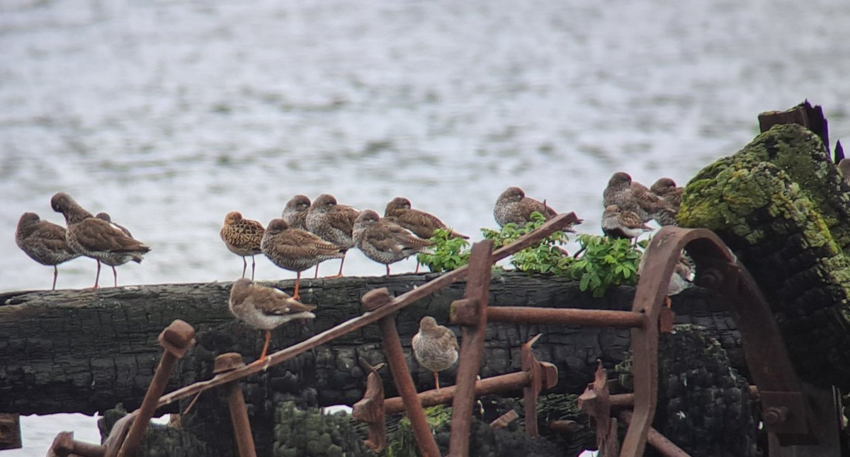Dave Locke (@davidlocke1992) on Twitter photo Juvenile Ruff on patch this afternoon. Roosting at Dunston Staiths with a Dunlin and 85 Redshank. <a href="/PatchBirding/">Patchwork Challenge</a> Juvenile Ruff on patch this afternoon. Roosting at Dunston Staiths with a Dunlin and 85 Redshank. <a href="/PatchBirding/">Patchwork Challenge</a>