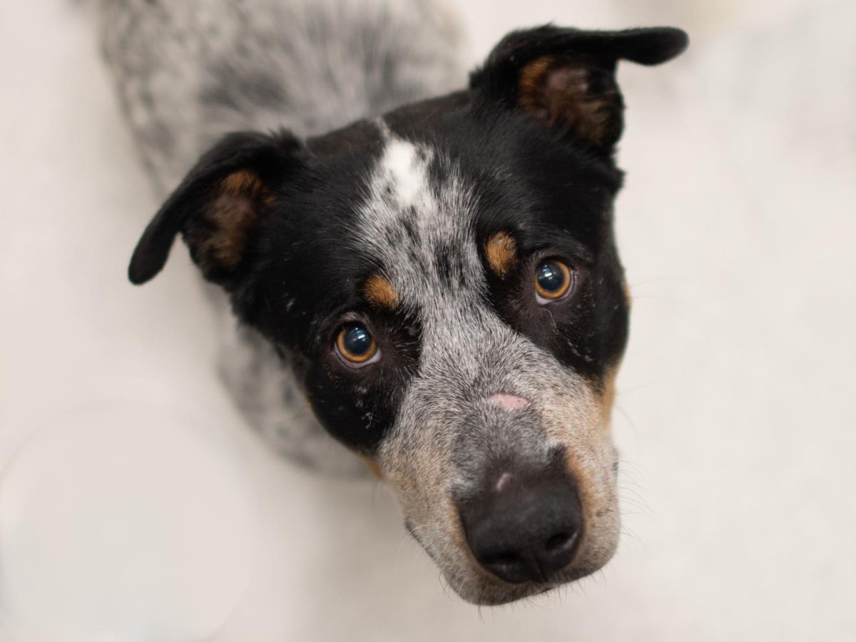 humanecolorado's tweet image. We’re going “mutts” for #mutts! Celebrate mutts with us today, on #NationalMuttDay, and every day by adopting from the League today! ddfl.org/adoptable-dogs/. #CompassionAlways #AnimalShelter #AnimalWelfare #adopt #AdoptAShelterPet