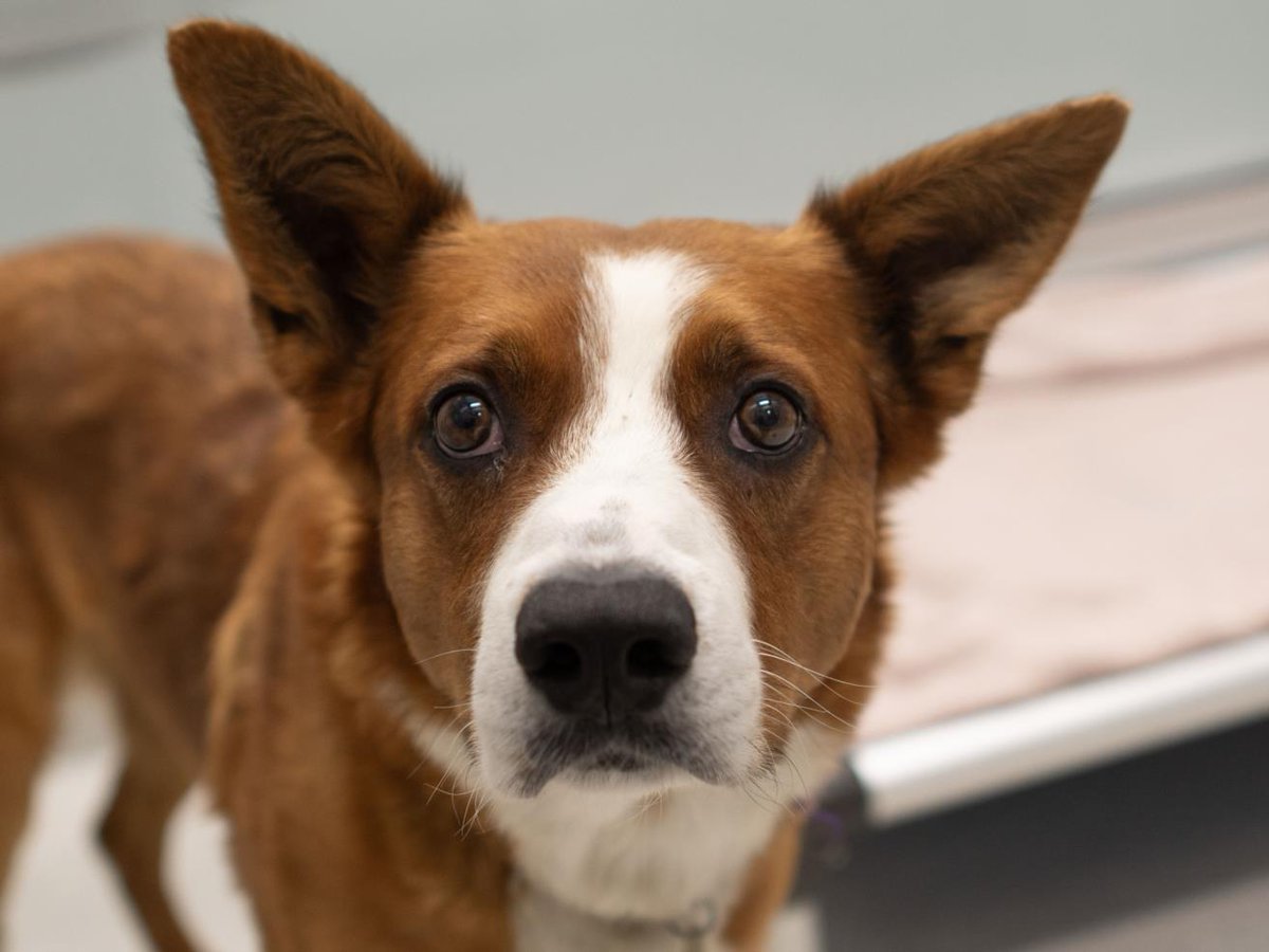 humanecolorado's tweet image. We’re going “mutts” for #mutts! Celebrate mutts with us today, on #NationalMuttDay, and every day by adopting from the League today! ddfl.org/adoptable-dogs/. #CompassionAlways #AnimalShelter #AnimalWelfare #adopt #AdoptAShelterPet